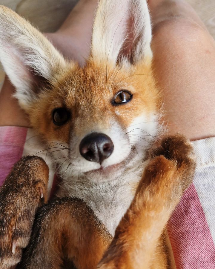 Cute fox